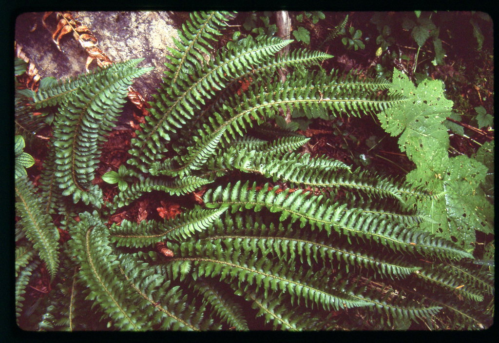 Polystichum munitum (Western sword fern), native California herb