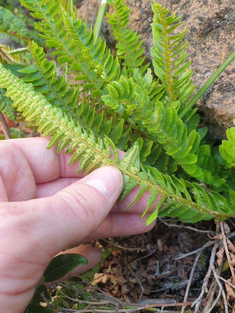 Polystichum scopulinum (Mountain holly fern), native California herb
