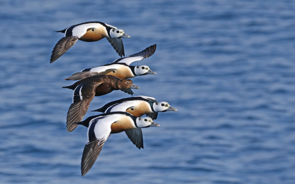 Polysticta stelleri (Steller's Eider), California species