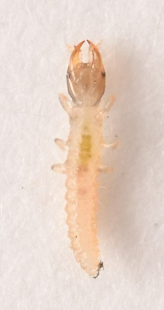 Polystoechotes punctata, California species
