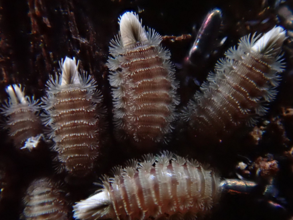 Polyxenus lagurus (Bristly Millipede), California species
