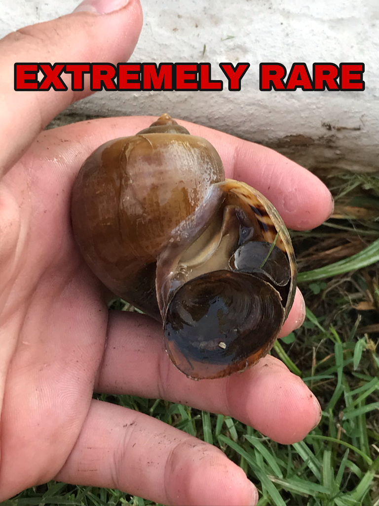 Pomacea canaliculata (Channeled Apple Snail), California species