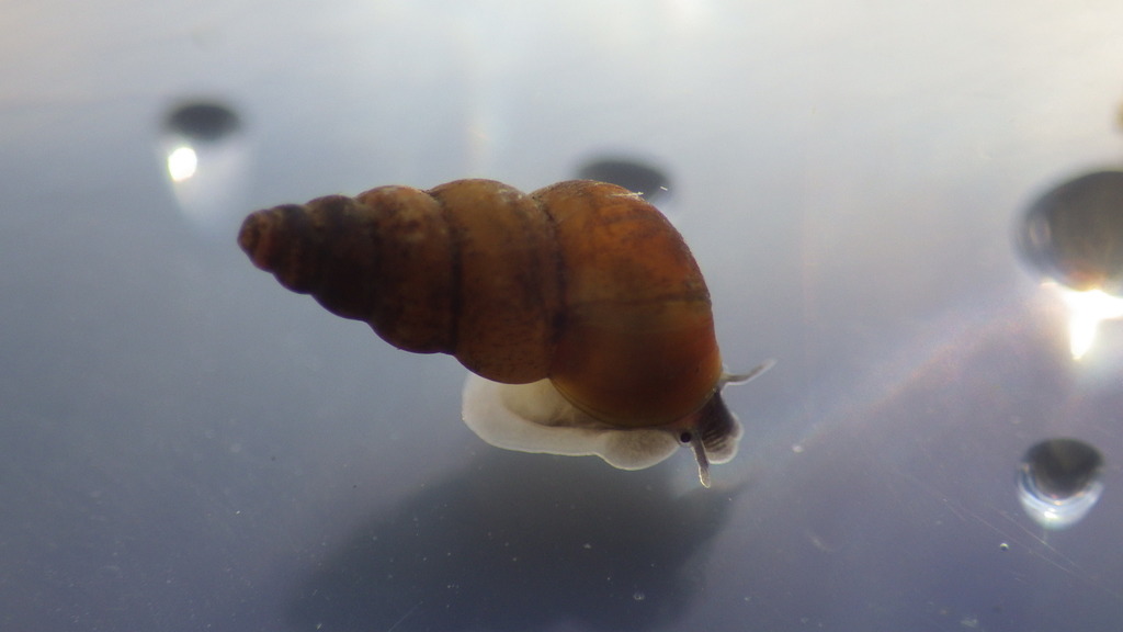 Pomatiopsis binneyi (Robust Walker), California species