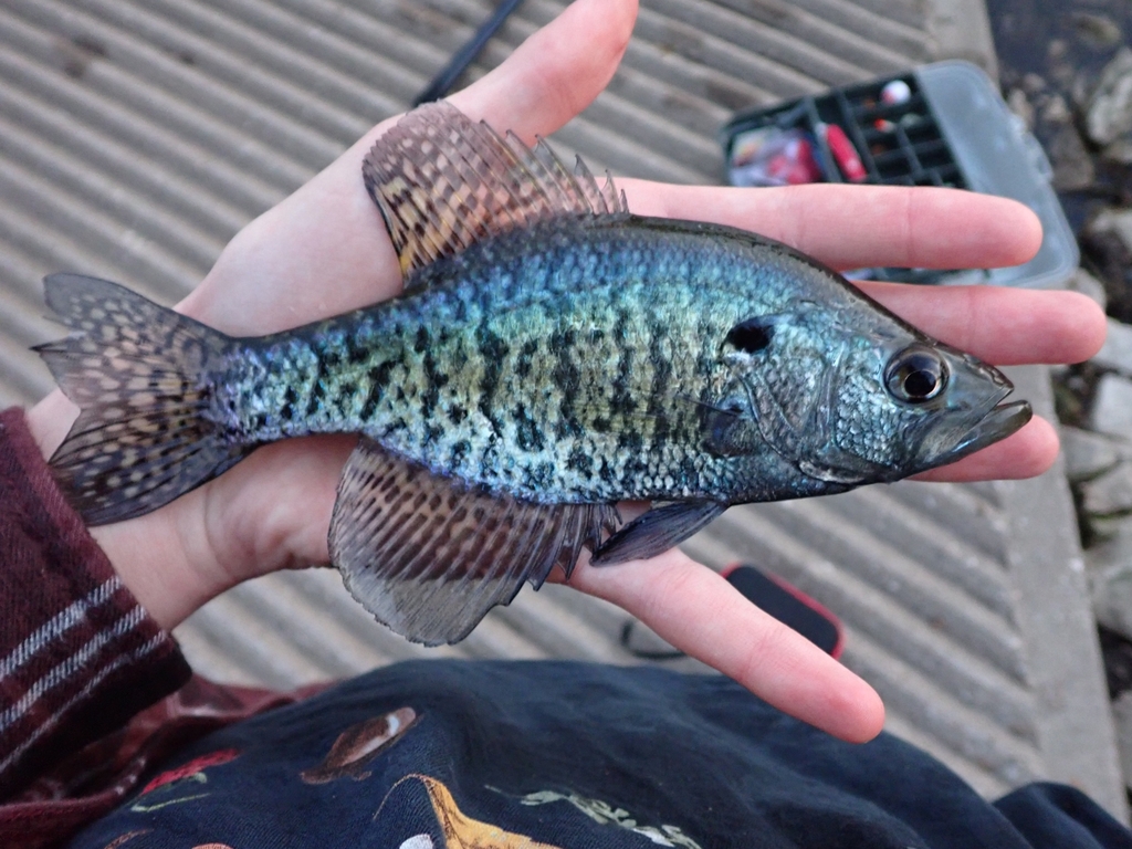 Pomoxis annularis (White crappie), California species