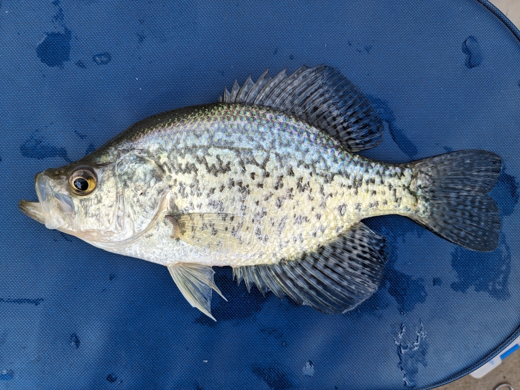 Pomoxis nigromaculatus (Ck crappie), California species