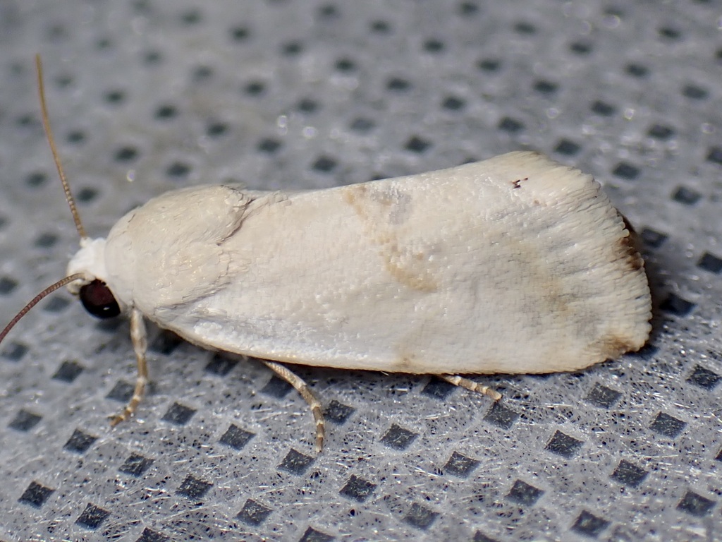 Ponometia acutus, California species