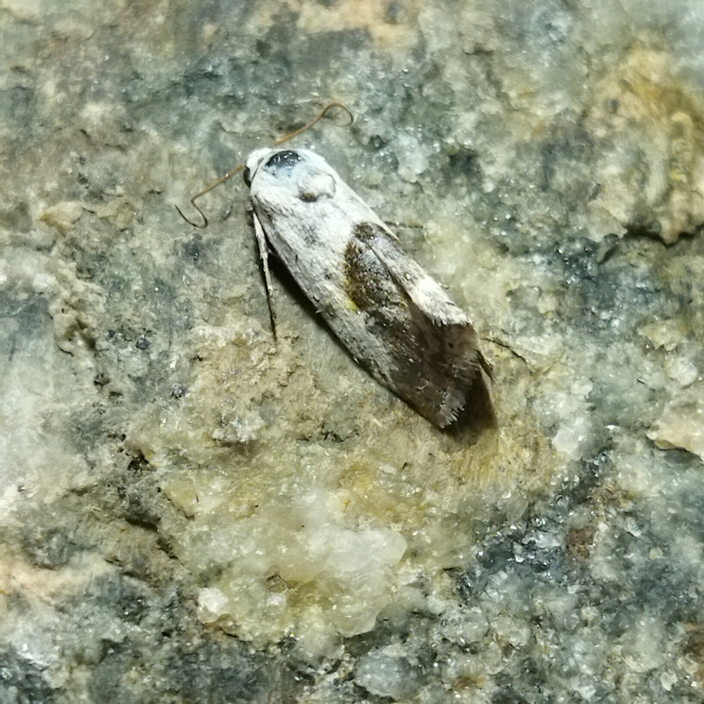Ponometia candefacta (Olive-shaded Bird-dropping Moth), California species
