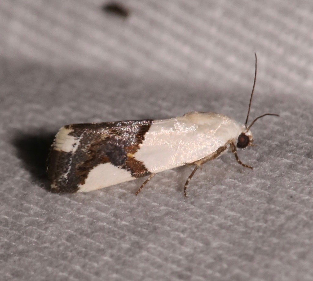 Ponometia cuta, California species