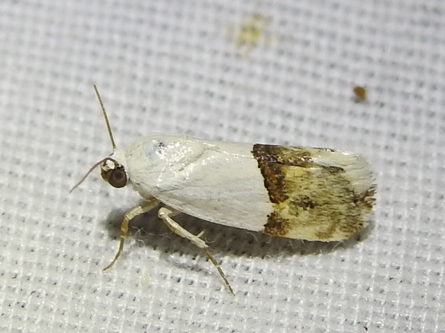 Ponometia elegantula (Arizona Bird Dropping Moth), California species