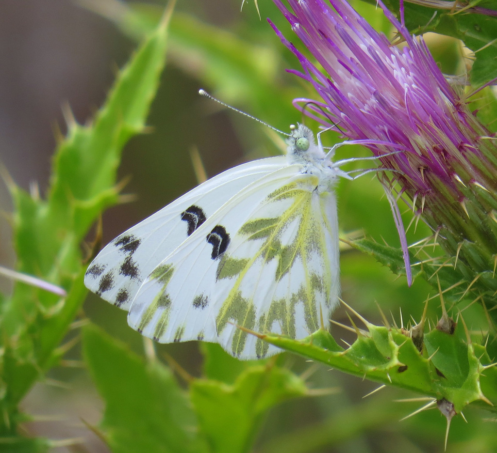 Pontia beckerii (Becker's White), California species