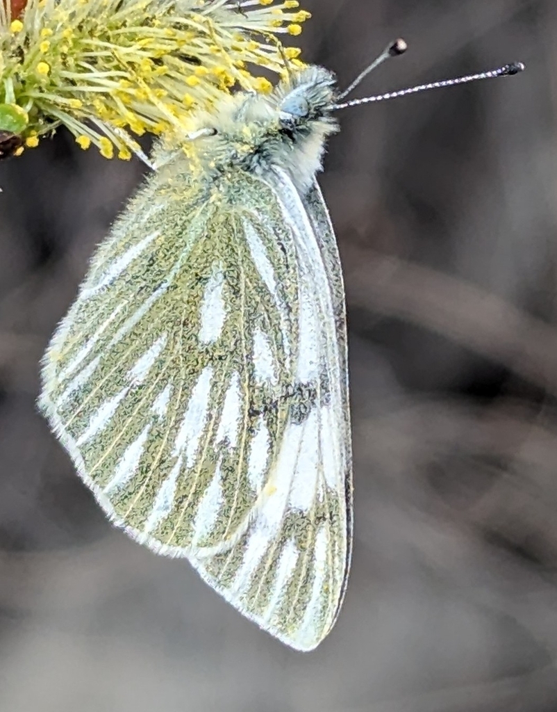 Pontia occidentalis (Western White), California species