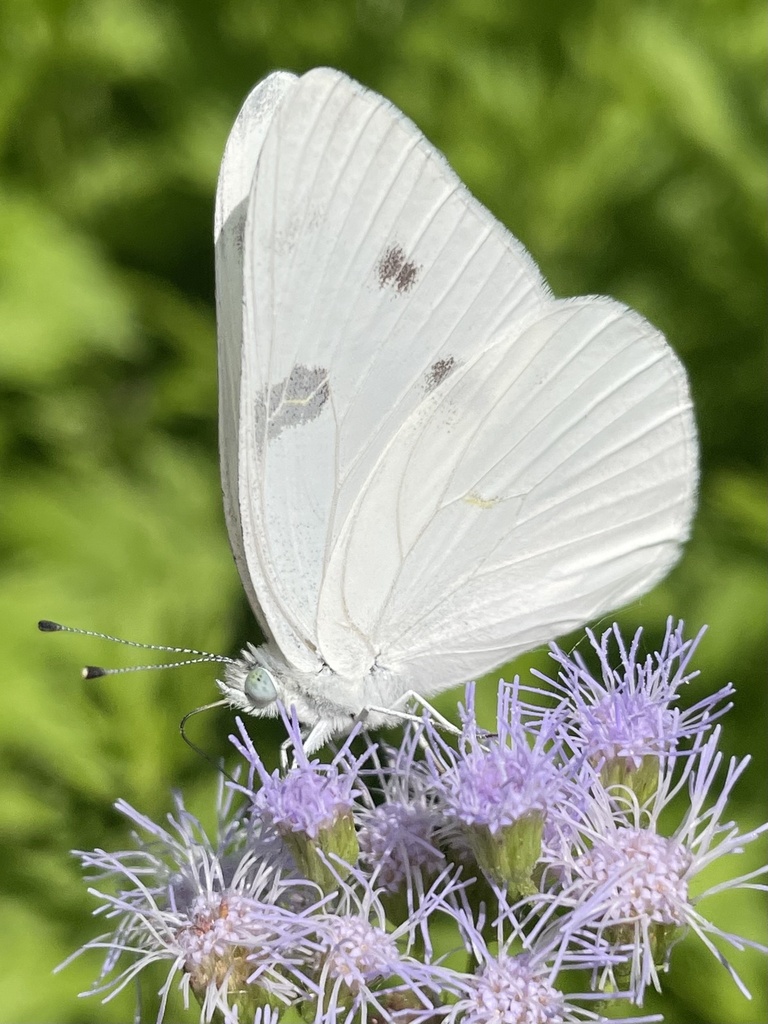 Pontia protodice (Checkered White), California species