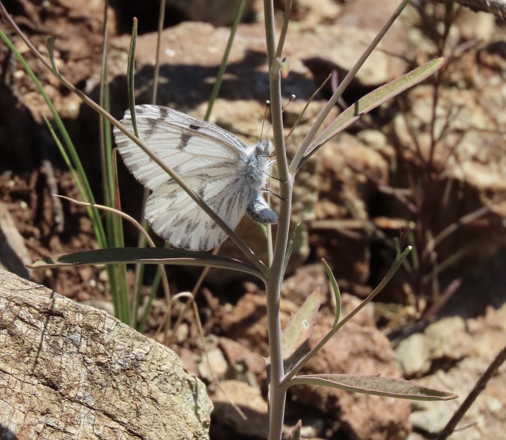 Pontia sisymbrii (Spring White), California species