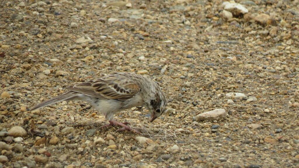 Pooecetes gramineus (Vesper Sparrow), California species