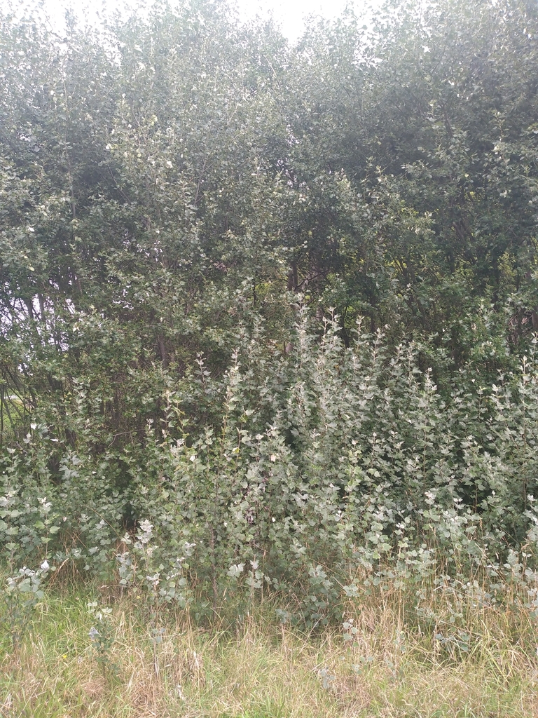 Populus alba (White poplar), non-native California tree