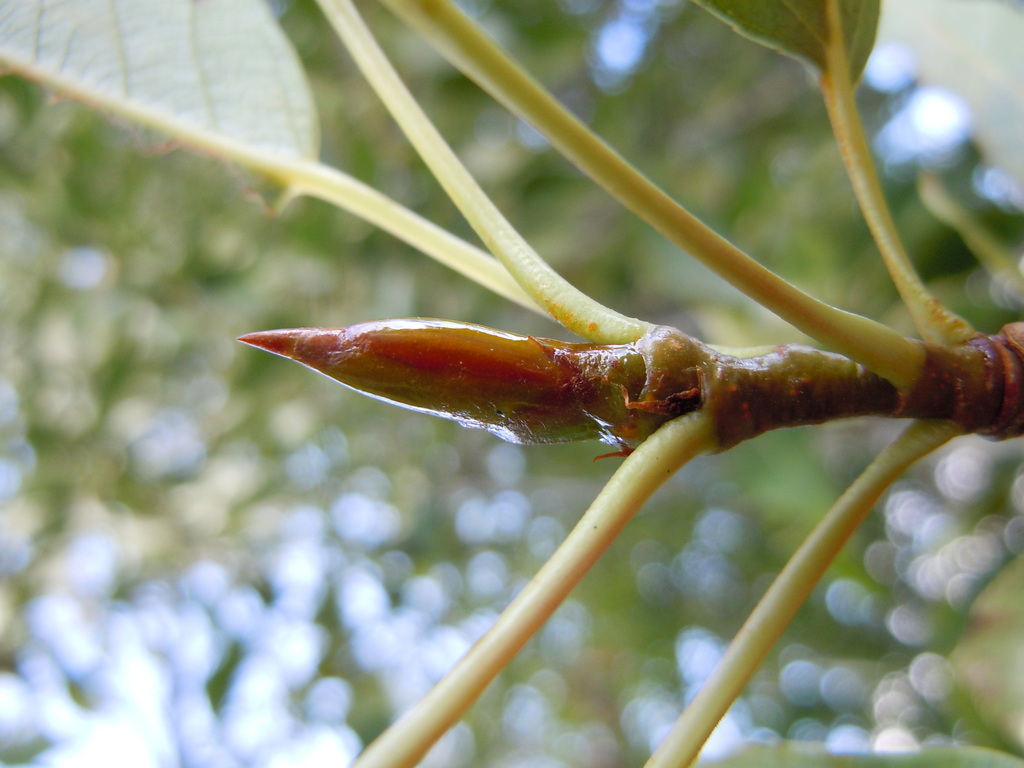 Populus angustifolia (Narrow-leaved cottonwood), native California tree