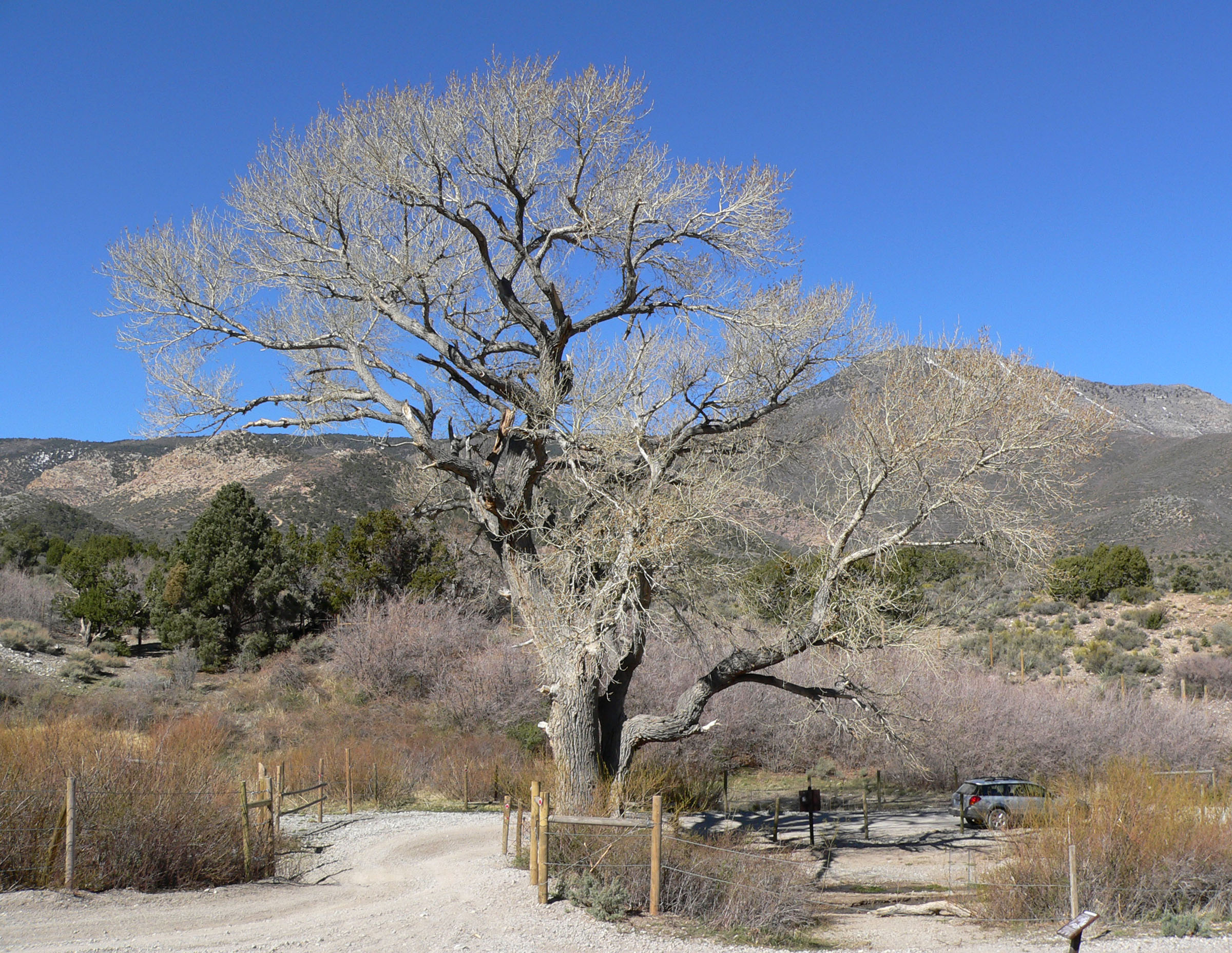 Populus fremontii subsp. fremontii (Alamo or fremont cottonwood), native California tree