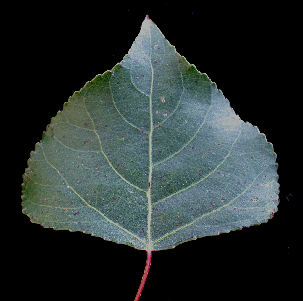 Populus nigra (Black poplar), non-native California tree