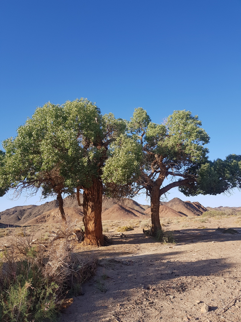 Populus sp. (Cottonwood), non-native California tree