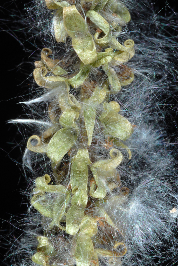 Populus tremuloides (Quaking aspen), native California tree