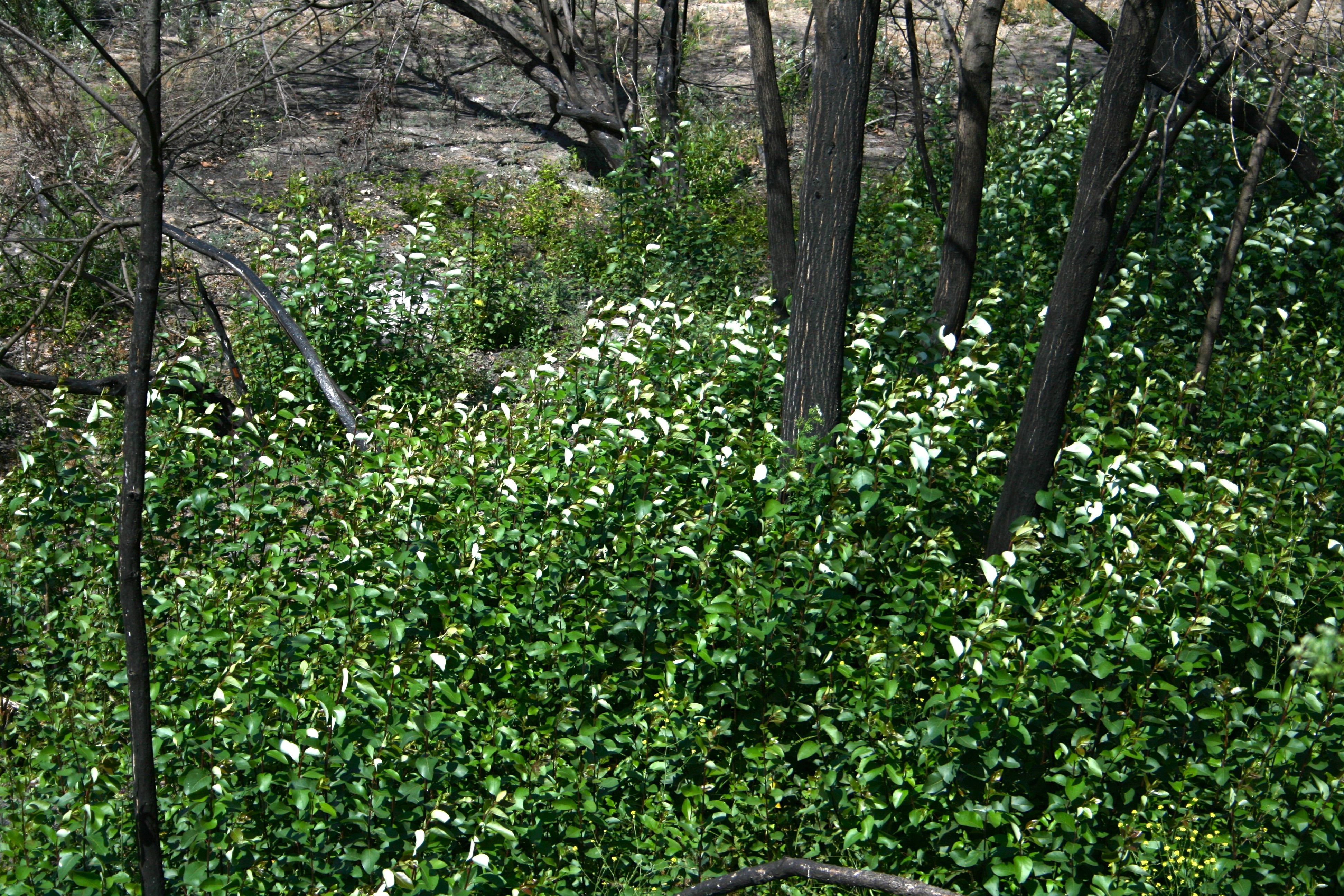 Populus trichocarpa (Black cottonwood), native California tree