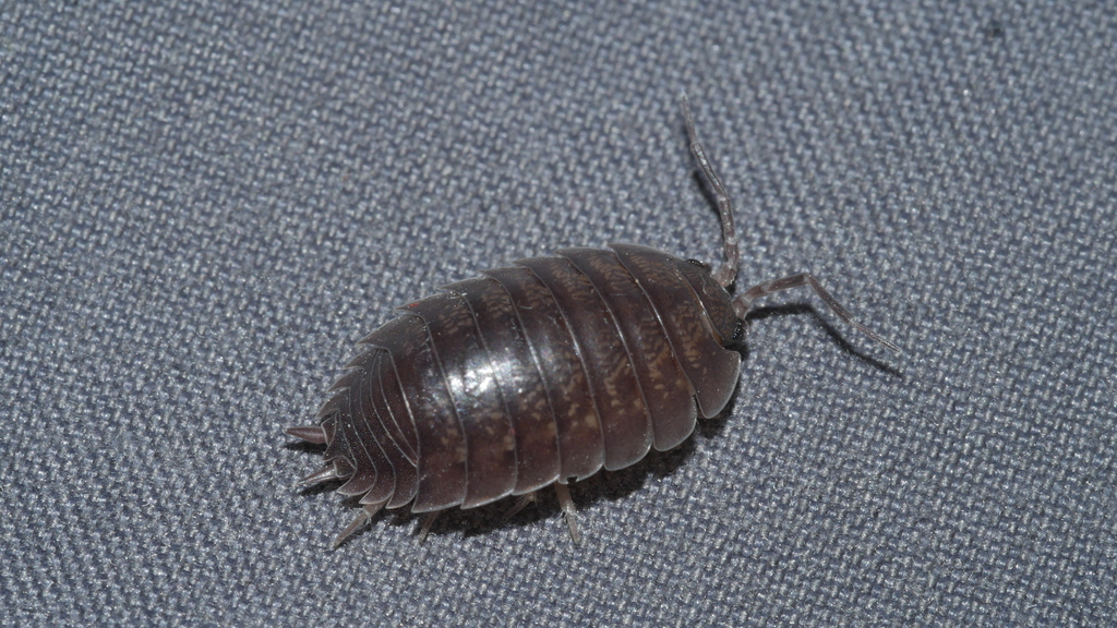 Porcellio laevis (Swift Woodlouse), California species