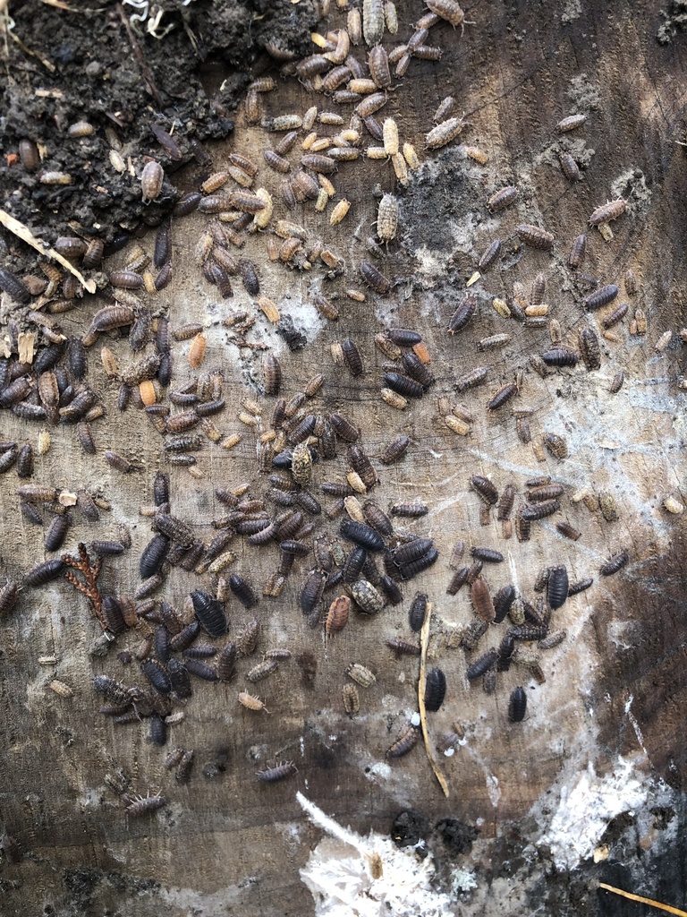 Porcellio scaber (Common Rough Woodlouse), California species