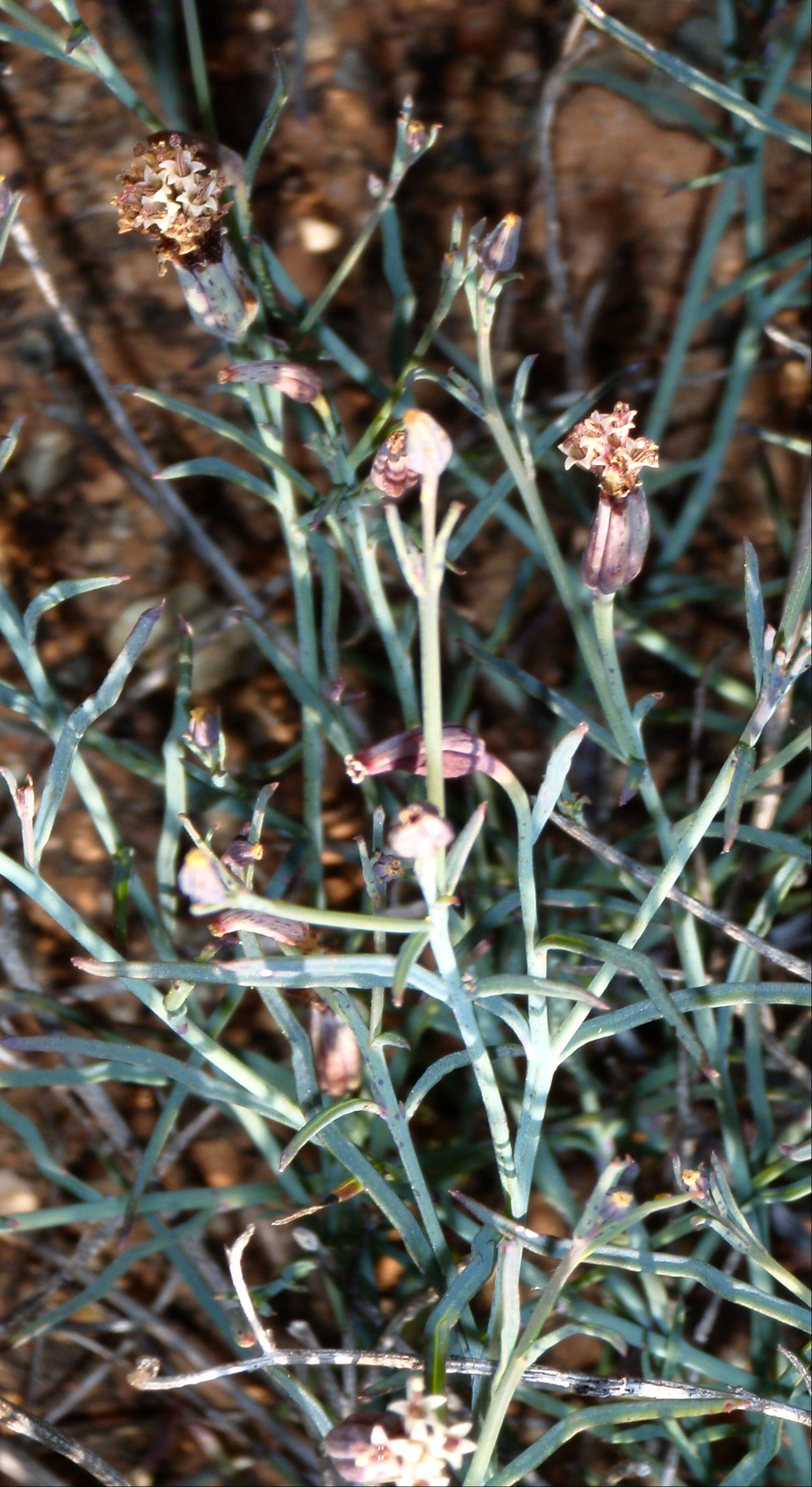 Porophyllum gracile (Odora), native California subshrub