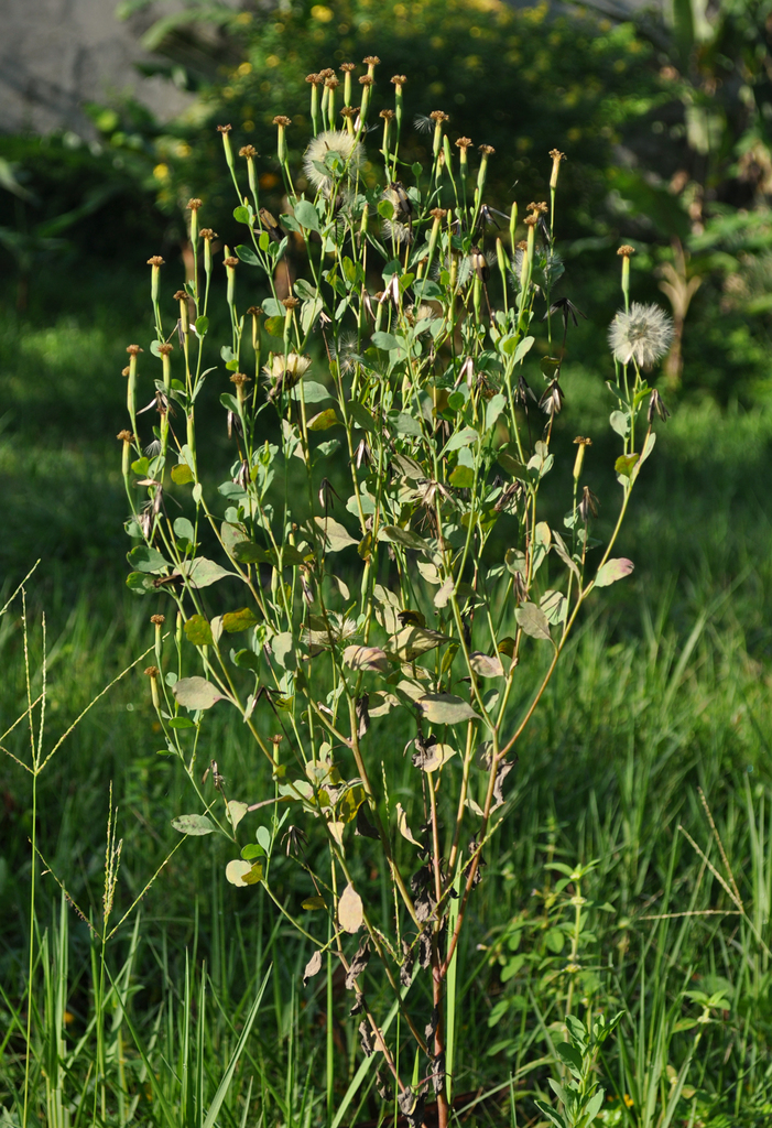 Porophyllum ruderale var. macrocephalum (Yerba porosa), non-native California herb