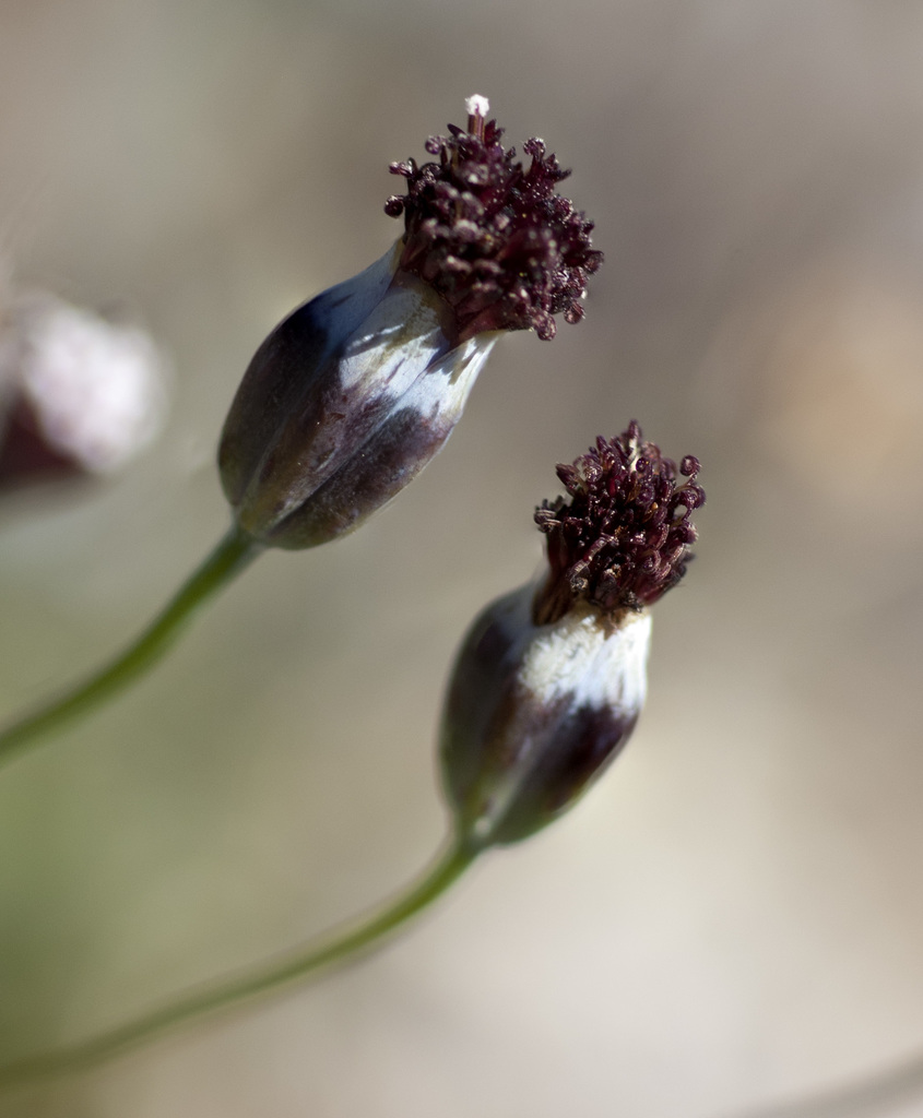 Porophyllum sp., non-native California perennial