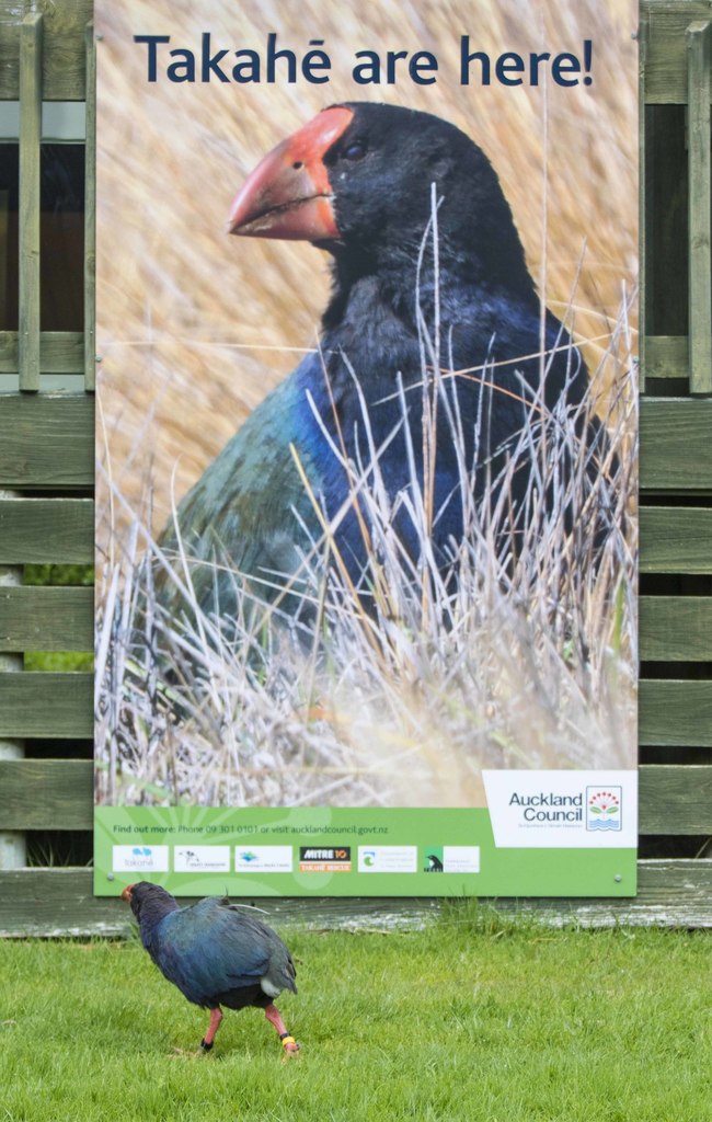 Porphyrio martinicus (Purple Gallinule), California species
