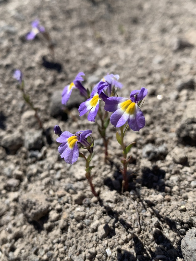 Porterella carnosula (Fleshy porterella), native California herb