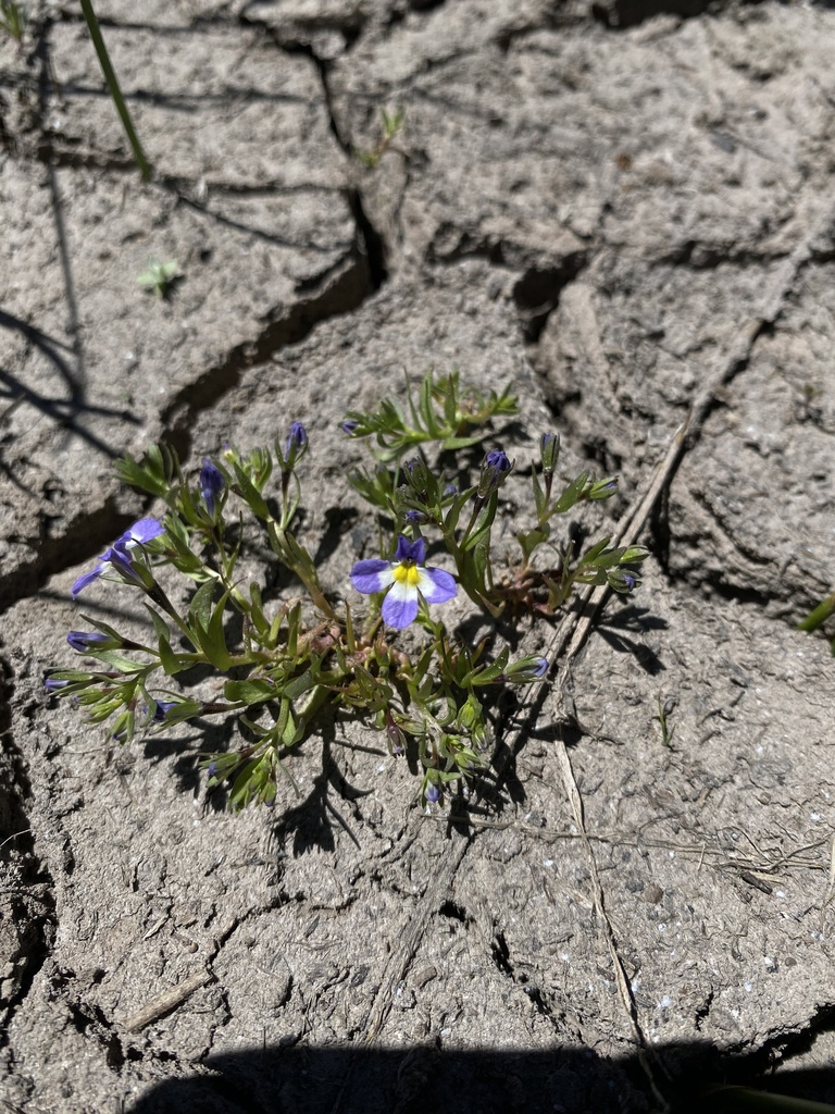 Porterella sp., native California perennial