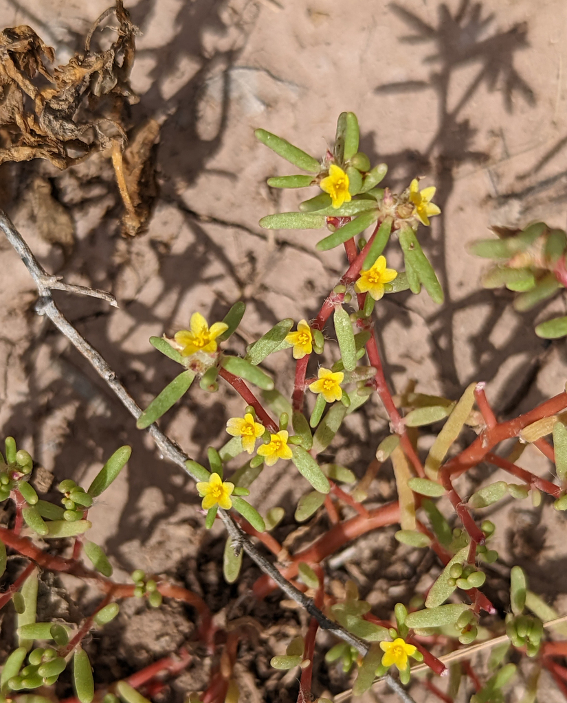 Portulaca halimoides (Desert portulaca), native California herb