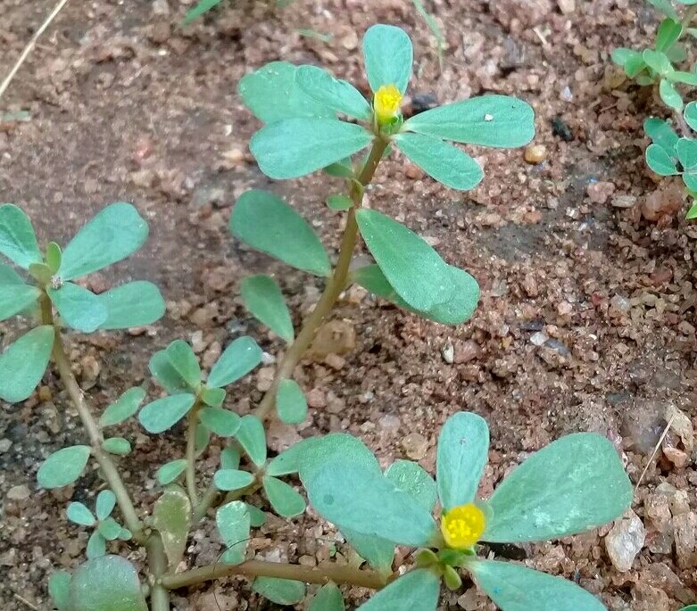 Portulaca oleracea (Purslane), non-native California herb
