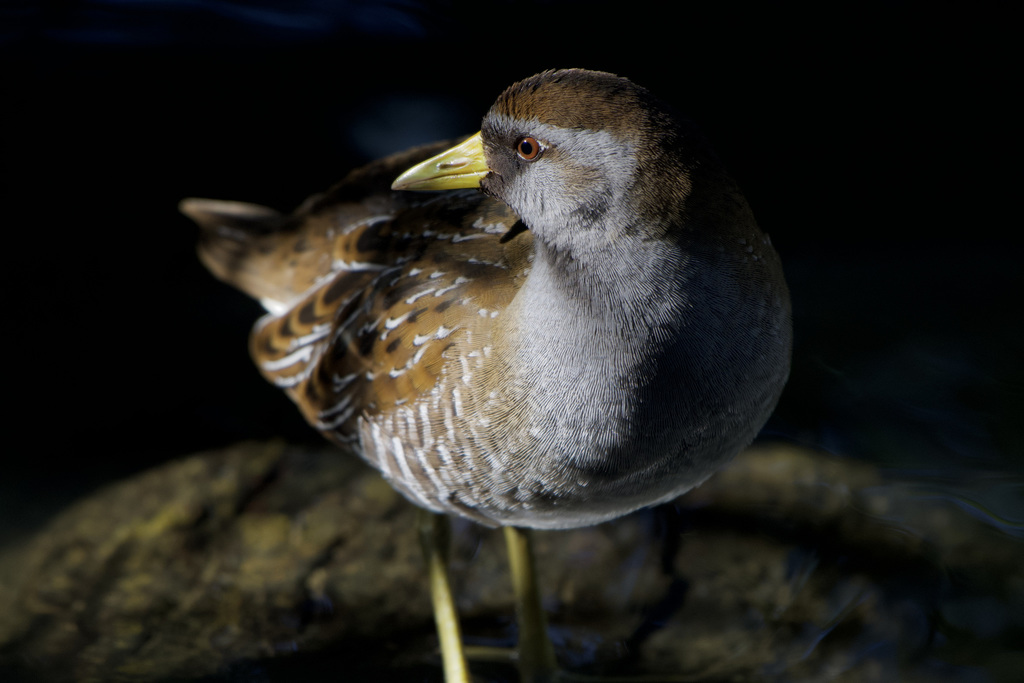 Porzana carolina (Sora), California species