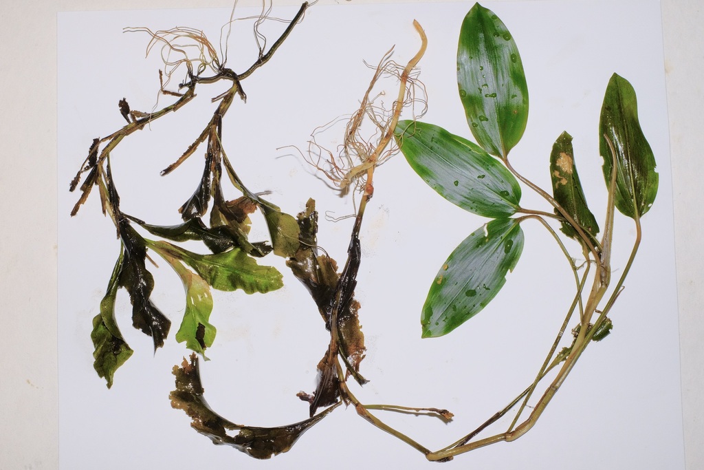 Potamogeton amplifolius (Broad-leaved pondweed), native California herb