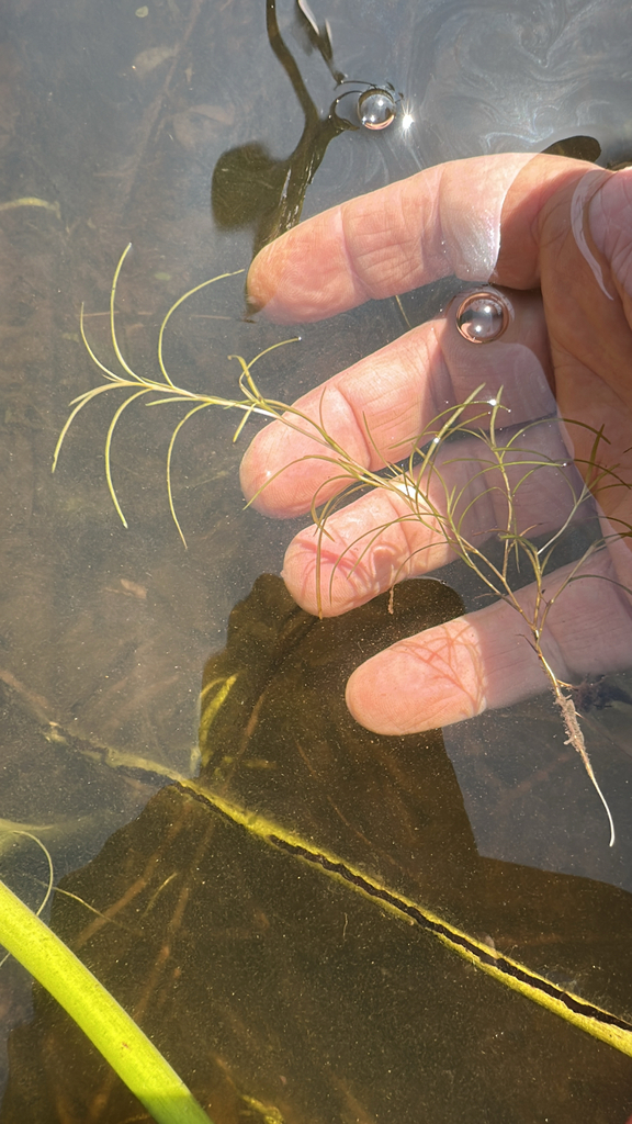 Potamogeton berchtoldii (Narrow leaved pondweed), native California annual