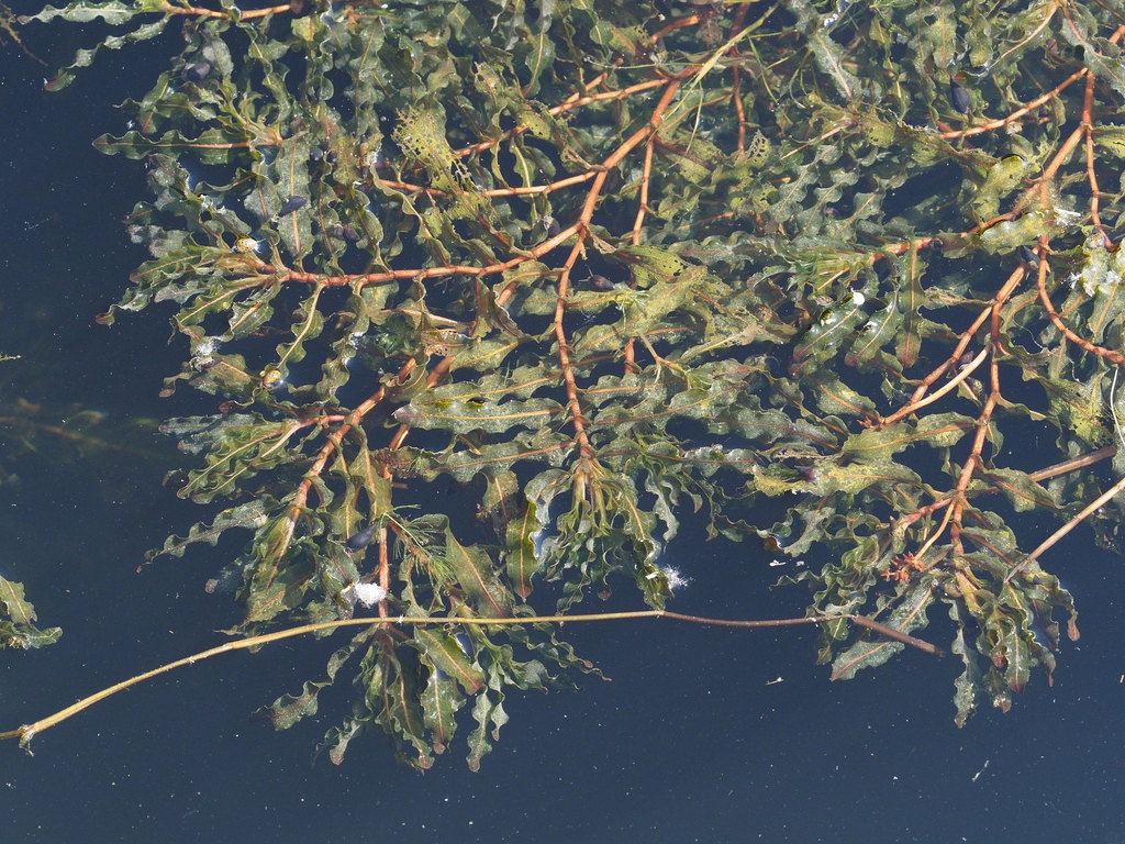Potamogeton crispus (Crisp-leaved pondweed), non-native California herb