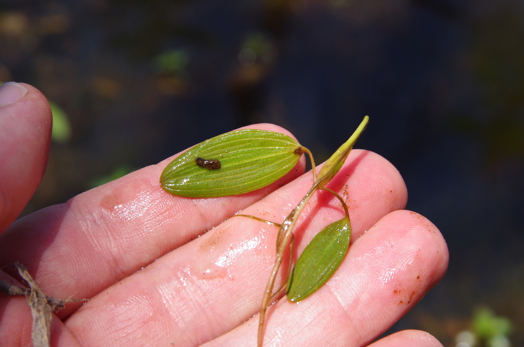 Potamogeton diversifolius (Diverse-leaved pondweed), native California herb