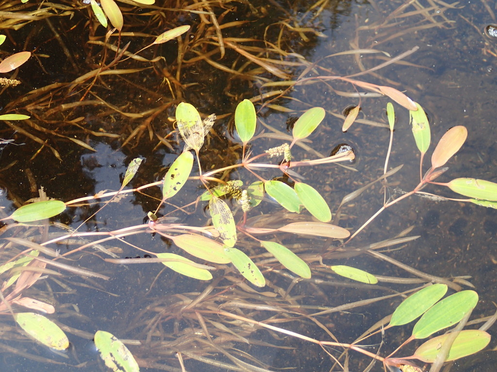 Potamogeton epihydrus (Nuttall's ribbon-leaved pondweed), native California herb