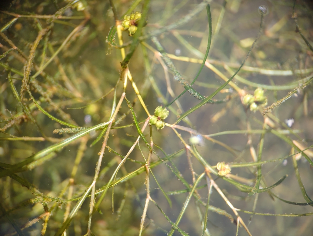 Potamogeton foliosus subsp. foliosus, native California herb