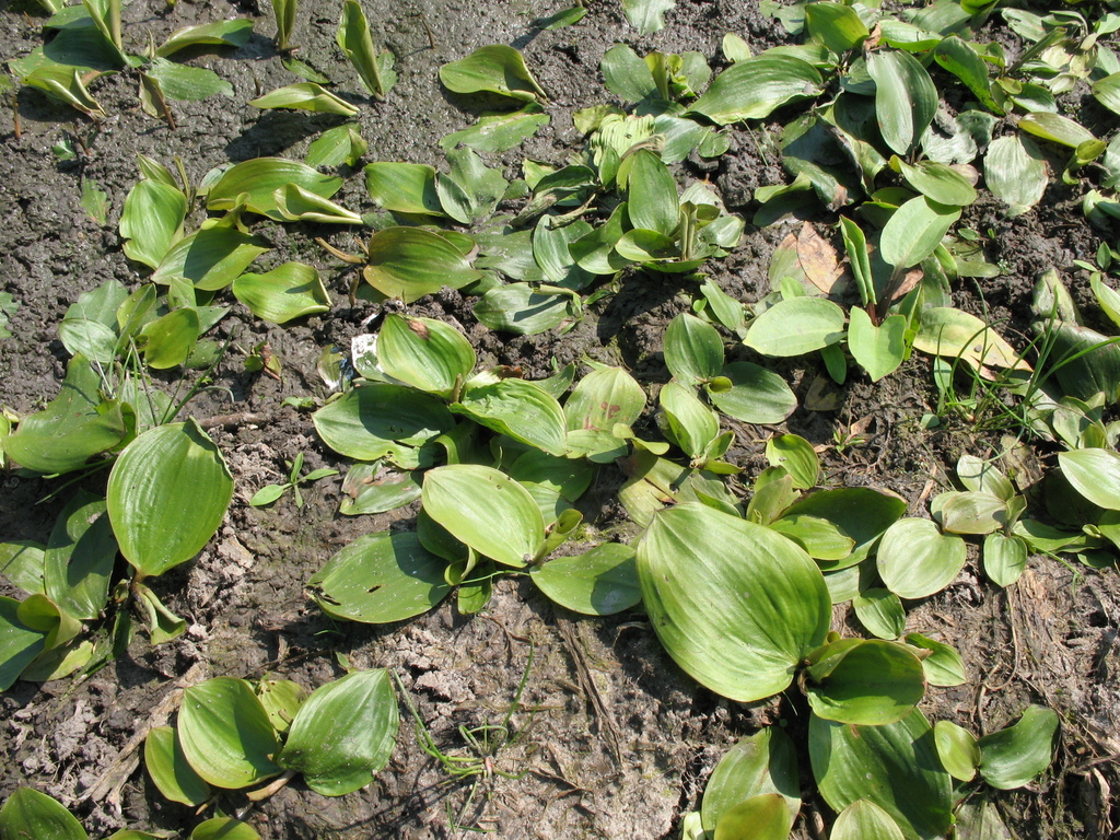 Potamogeton gramineus (Grass-leaved pondweed), native California herb