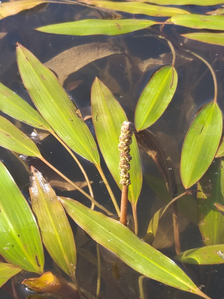 Potamogeton illinoensis (Shining pondweed), native California herb