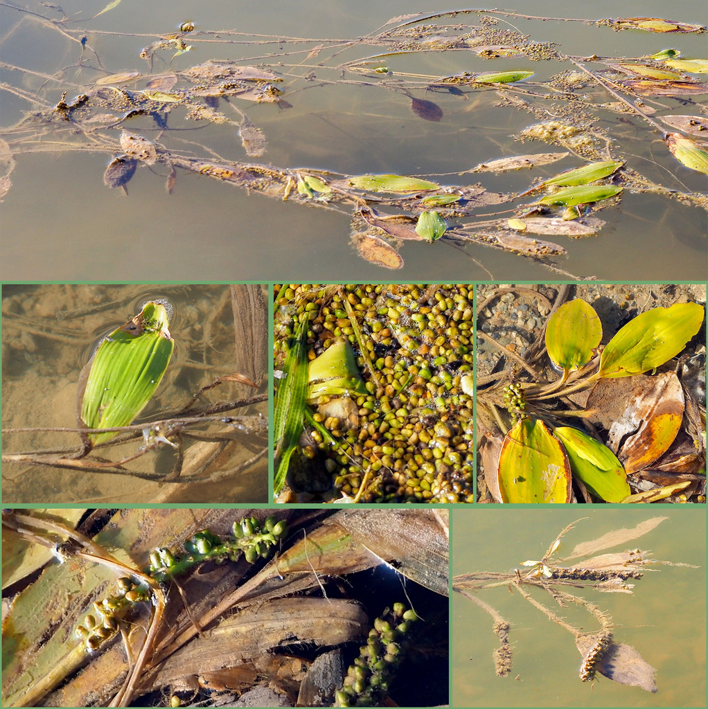 Potamogeton natans (Floating-leaved pondweed), native California herb