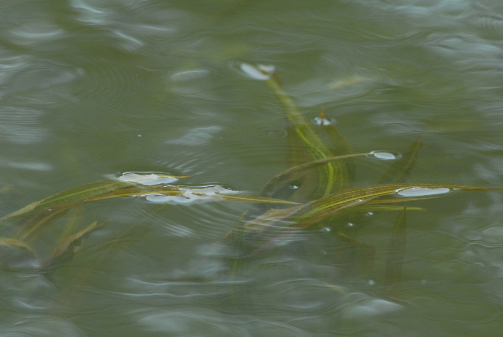 Potamogeton nodosus (Long-leaved pondweed), native California herb