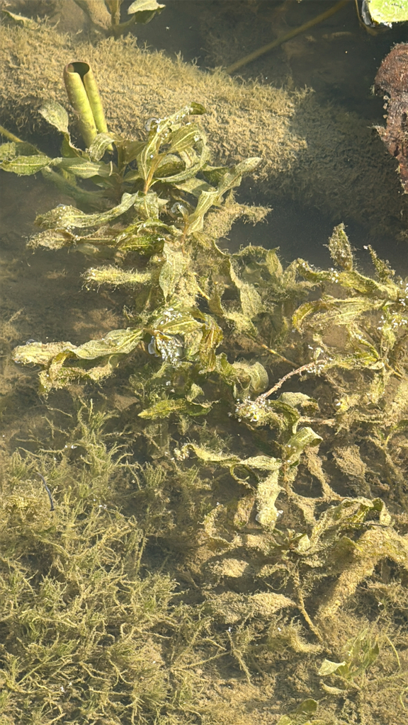 Potamogeton praelongus (White-stemmed pondweed), native California herb