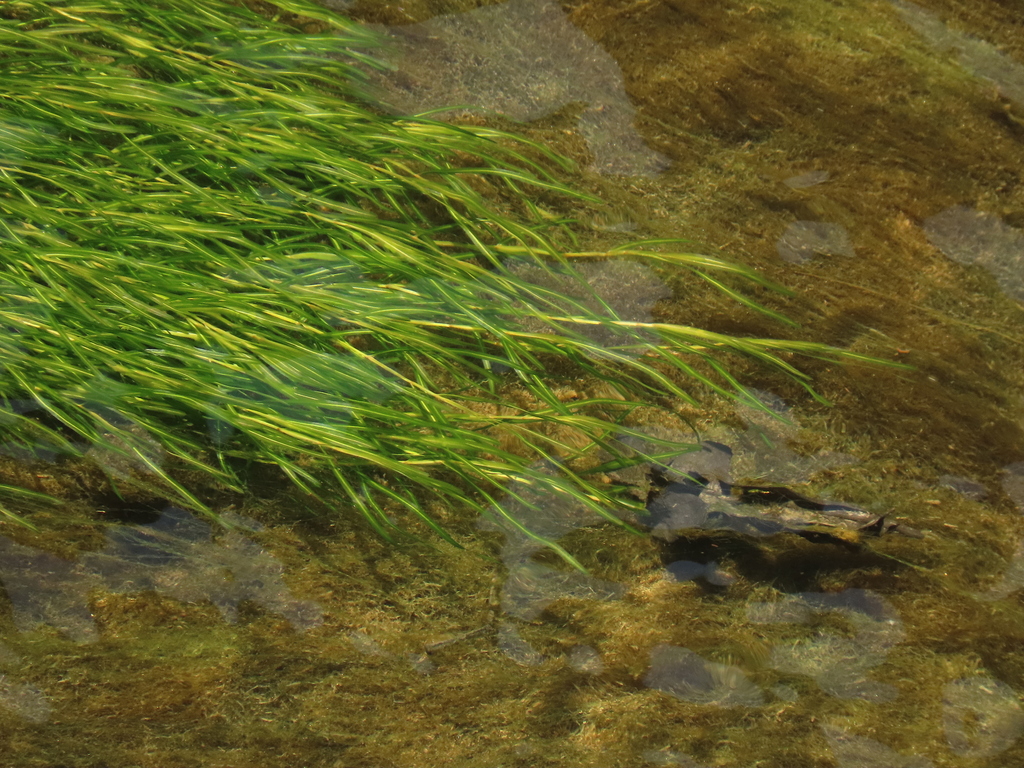 Potamogeton pusillus (Small pondweed), native California herb