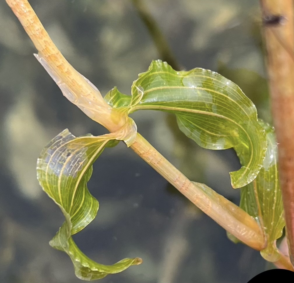 Potamogeton richardsonii (Richardson's pondweed), native California herb