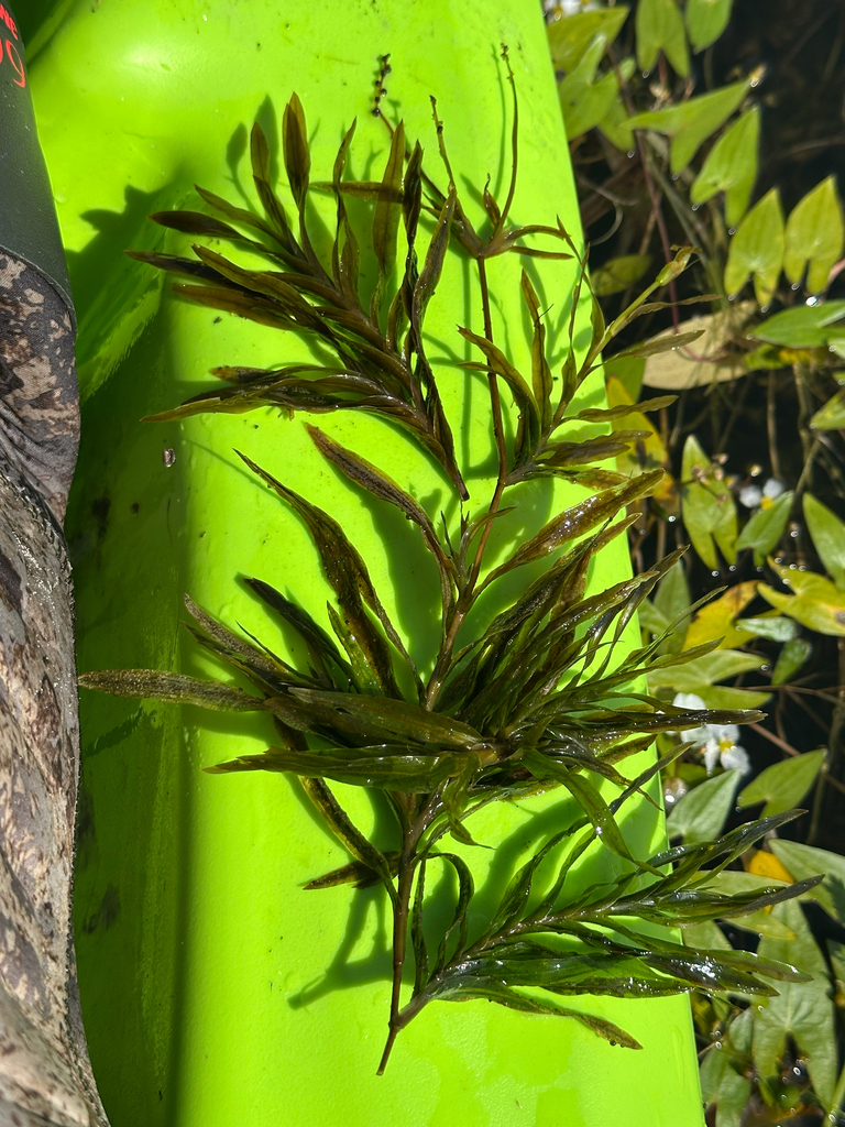 Potamogeton robbinsii (Robbins' pondweed), native California herb